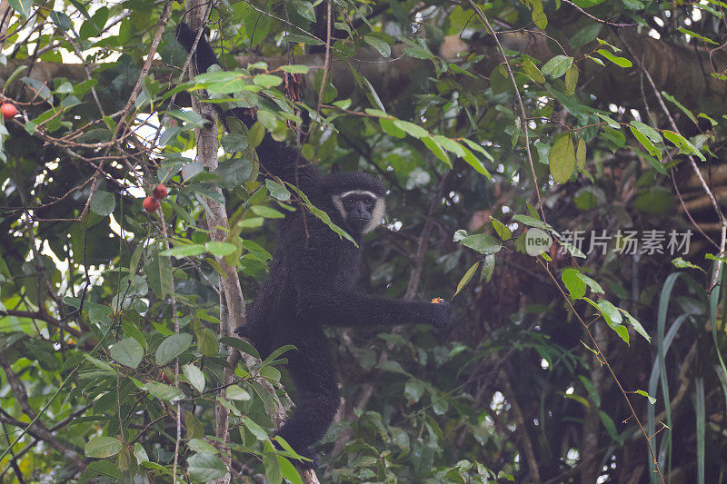 动物:成年敏捷长臂猿(Hylobates agillis)，又名黑手长臂猿。